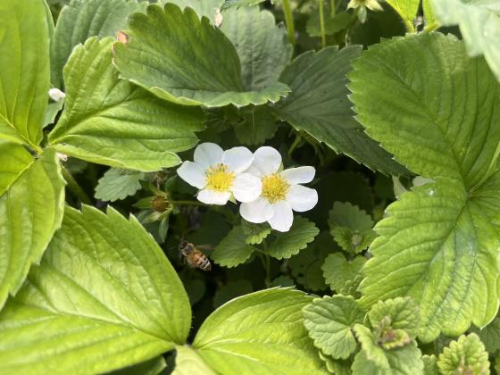 bee flying near strawberry flowers